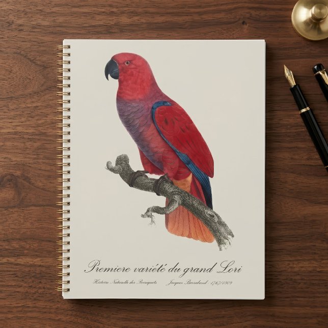Premiere variete du grand Lori / Eclectus parrot Planer (Vosmaer Eclectus Parrot, Eclectus Roratus Vosmaeri. Planner)