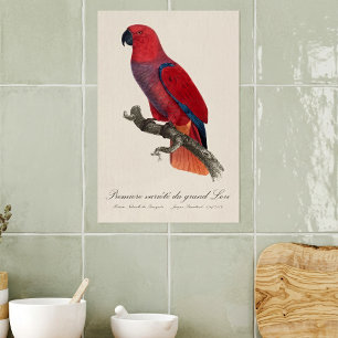Premiere variete du grand Lori / Eclectus parrot Poster
