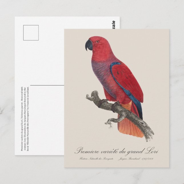 Premiere variete du grand Lori / Eclectus parrot Postkarte (Vorne/Hinten)