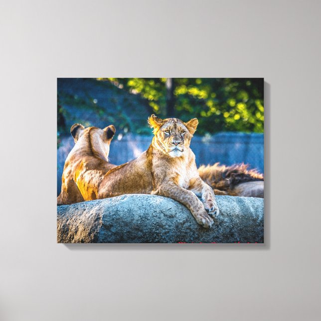 Premium-Leinwand in Giclee Leinwanddruck (Vorderseite)