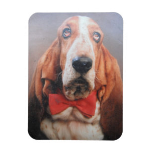 Premium Magnet Basset Hound in Red Bow Krawatte