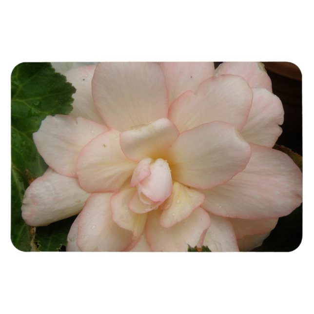 Premium-Magnet für Begonia-Blume Magnet (Horizontal)
