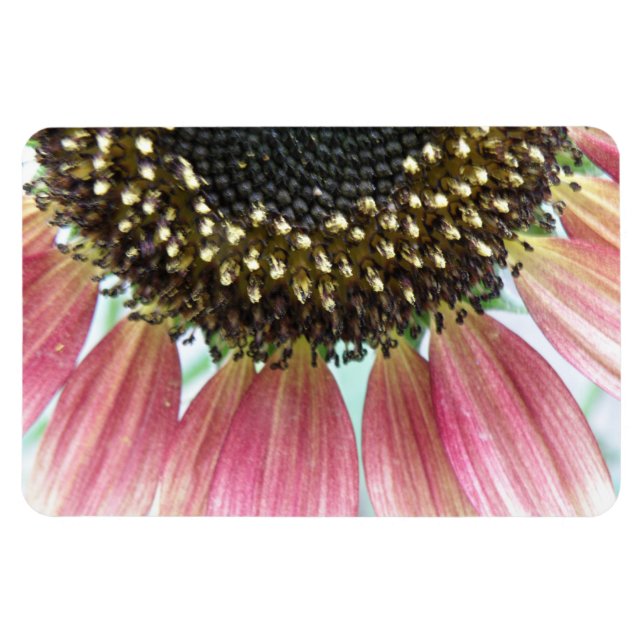 Premium-Magnet für Rosa Sonnenblumen Magnet (Horizontal)