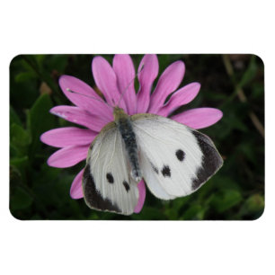 Premium Magnet für Schmetterlinge und rosa Blume