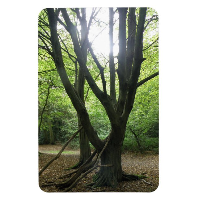 Premium-Magnet für Waldlandsonne Magnet (Vertikal)