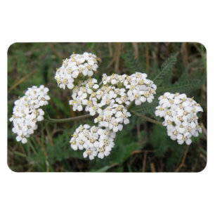 Premium-Magnet für weiße Wildblumen Magnet