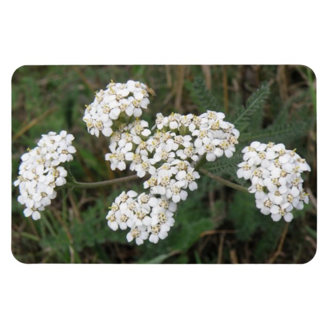 Premium-Magnet für weiße Wildblumen Magnet (Horizontal)