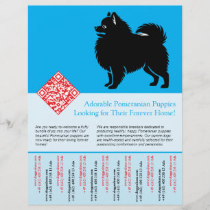 🐾 Premium Pomeranian Welpen jetzt erhältlich blau Flyer