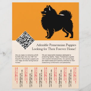 🐾 Premium Pomeranian Welpen jetzt erhältlich oran Flyer