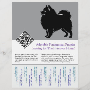 🐾 Premium Pomeranian Welpen jetzt verfügbar blau Flyer