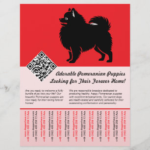 🐾 Premium Pomeranian Welpen jetzt verfügbar rot Flyer