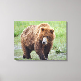 Premium-Wrapped Canvas 24x18 of grizzly Bär Leinwanddruck