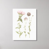 Prestige Blüten - Rosa