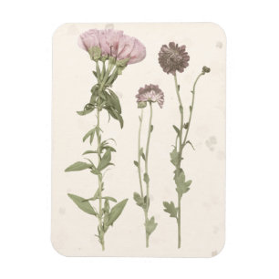 Prestige Blüten - Rosa Magnet