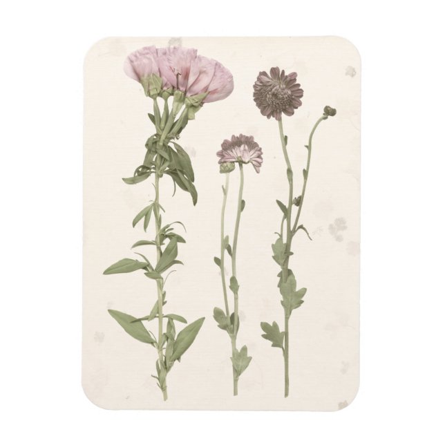 Prestige Blüten - Rosa Magnet (Vertikal)