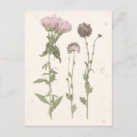Prestige Blüten - Rosa