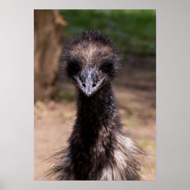 Pretty Bird Poster (Vorne)