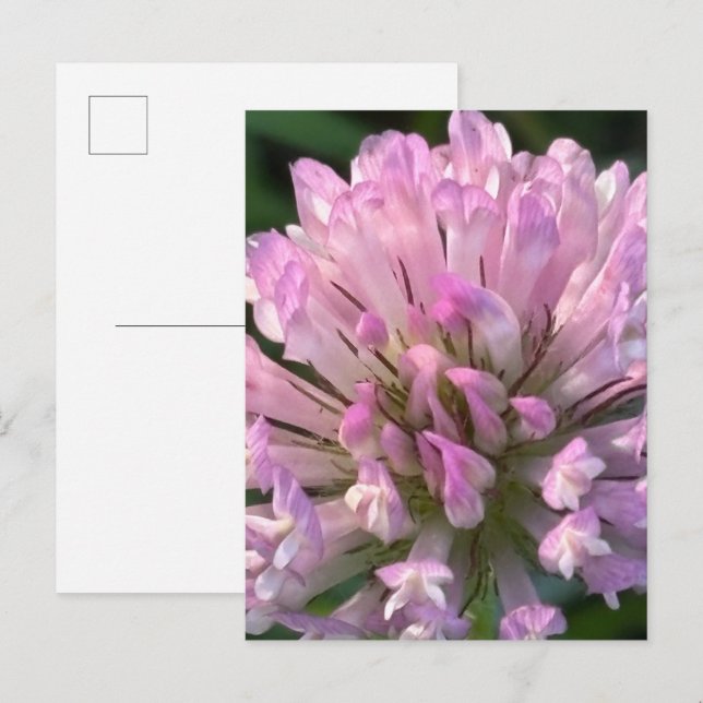 Pretty Clover Flower  Postkarte (Vorne/Hinten)