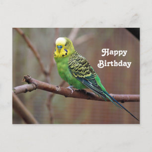 Pretty Green Sittich Foto Geburtstag Postkarte