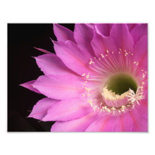 Pretty in pink Maria Piazza Fotodruck