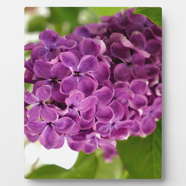 Pretty Lilac Fotoplatte (Vorderseite)