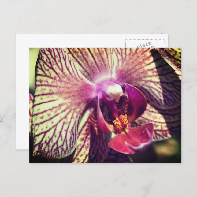 Pretty Orchid Flower Personalized Postkarte (Vorne/Hinten)