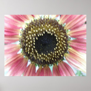Pretty Pink Sunflower Print Poster