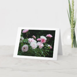 Pretty Pink und White Rose Flower Bushes. Floral, Feiertagskarte