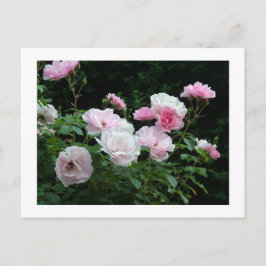 Pretty Pink und White Rose Flower Bushes. Floral, Postkarte