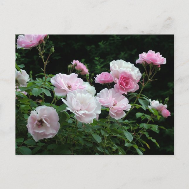Pretty Pink und White Rose Flower Bushes. Floral, Postkarte (Vorderseite)