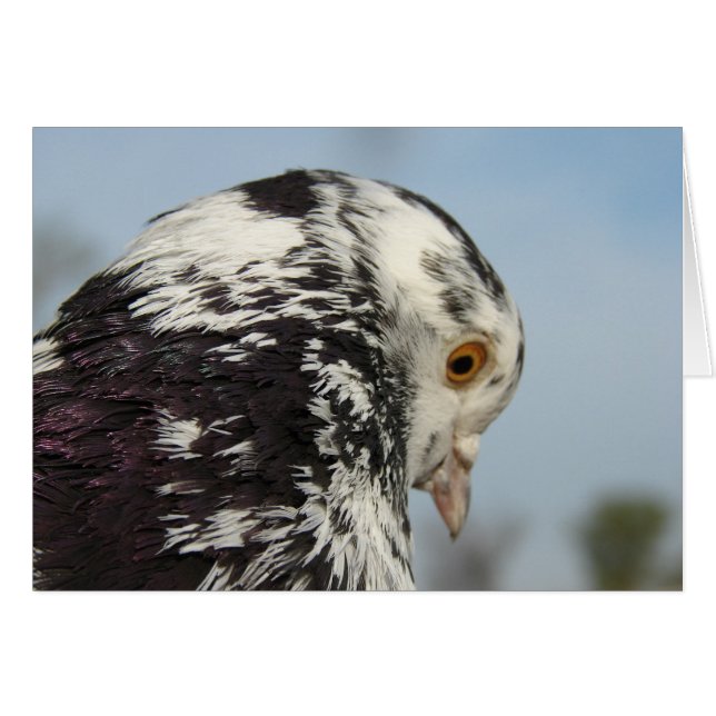 Pretty Speckled Pigeon (Vorderseite (Horizontal))