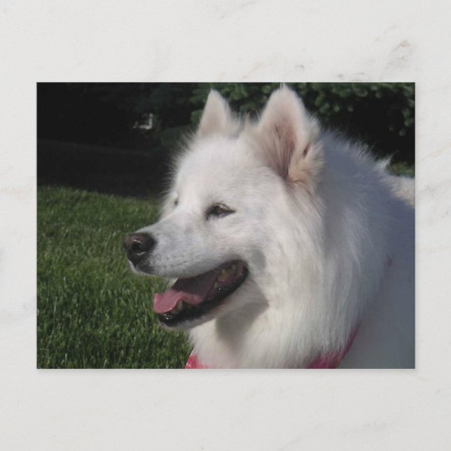 Pretty Sweet White Samoyed Dog Postkarte (Vorderseite)