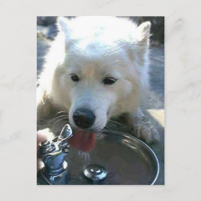 Pretty Sweet White Samoyed Dog Postkarte (Vorderseite)
