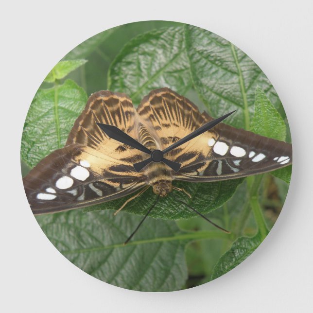Pretty Tropical Clipper Butterfly Wall Clock Große Wanduhr (Vorderseite)