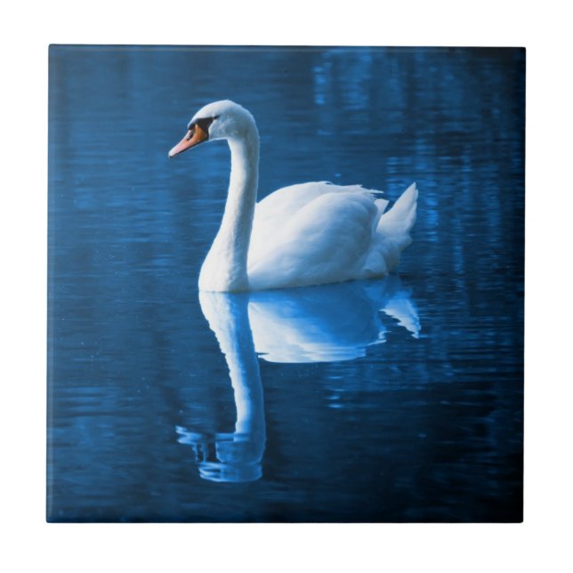 Pretty white swan floating on blue lake fliese (Vorderseite)