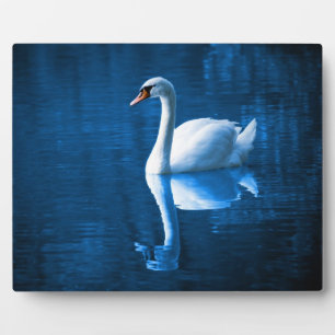 Pretty white swan floating on blue lake fotoplatte