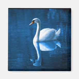 Pretty white swan floating on blue lake magnet