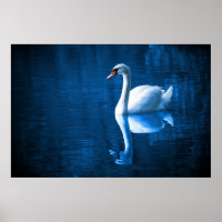 Pretty white swan floating on blue lake