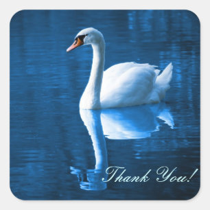 Pretty white swan floating on blue lake quadratischer aufkleber