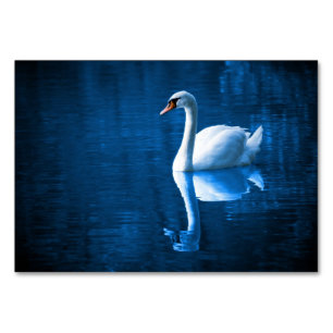 Pretty white swan floating on blue lake tischnummer