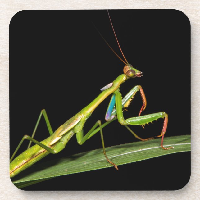 Preying mantis, Odzala, Kokoua National Park Getränkeuntersetzer (Vorderseite)