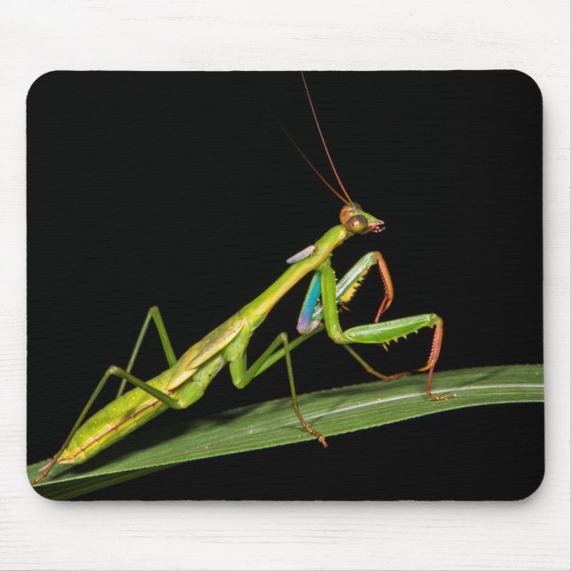 Preying mantis, Odzala, Kokoua National Park Mousepad (Vorne)