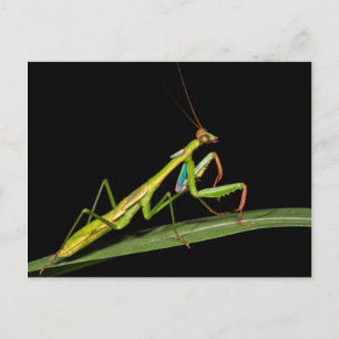 Preying mantis, Odzala, Kokoua National Park Postkarte