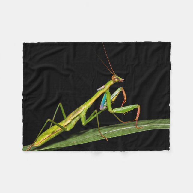 Preying Mantis, Odzala, Kokoua Nationalpark Fleecedecke (Vorderseite (Horizontal))