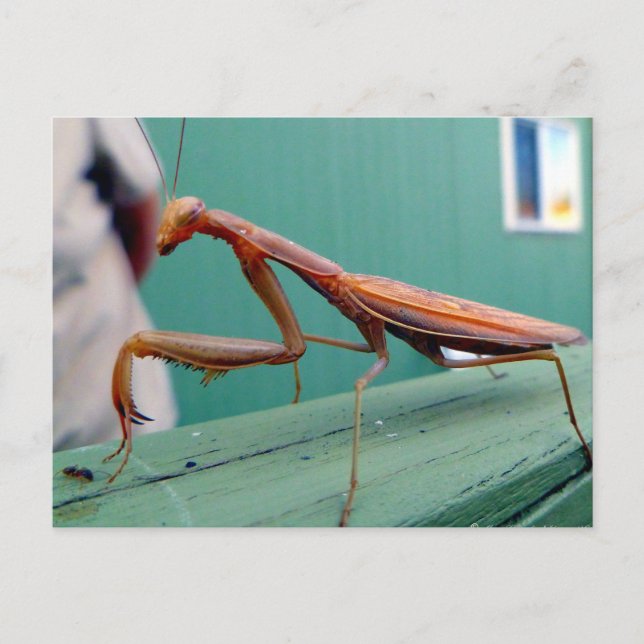 Preying Mantis Postkarte (Vorderseite)
