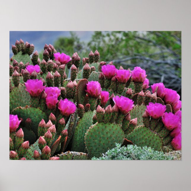 Prickle Birne Kaktus in Bloom Santa Fe NM Poster (Vorne)