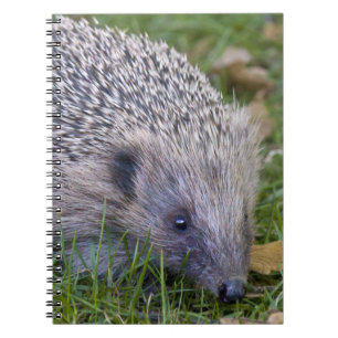 Prickles Notebook Notizblock