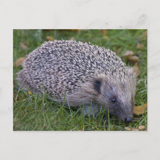 Prickles Postcard Postkarte (Vorderseite)