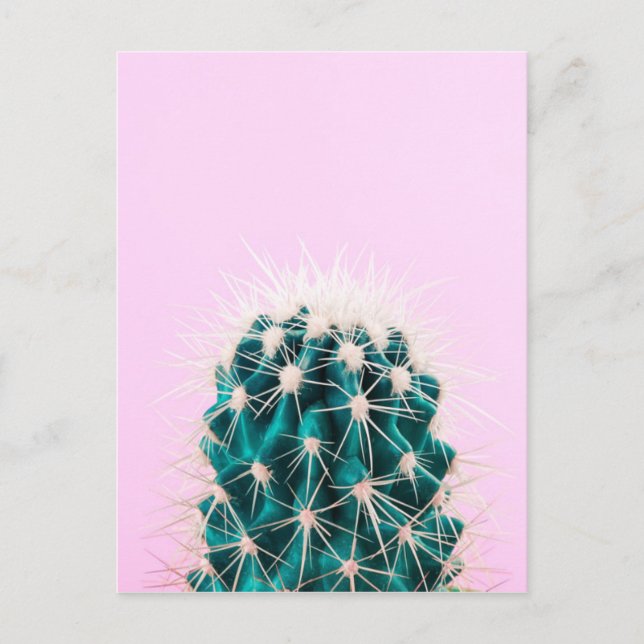 Prickley Cactus pink Postkarte (Vorderseite)