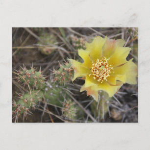 Prickley Pear Postkarte